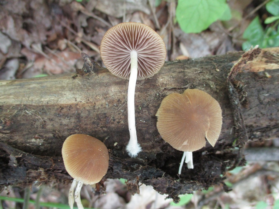 Psathyrella pseudovernalis image