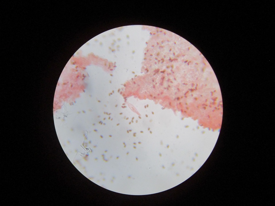 Psathyrella pseudovernalis image