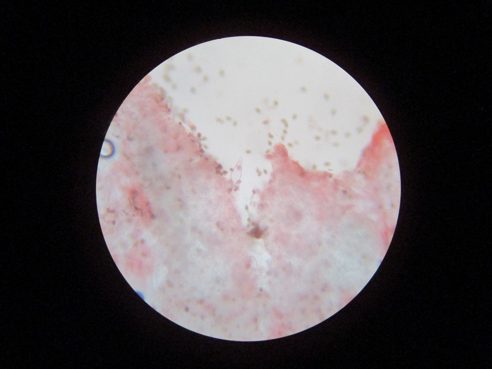 Psathyrella pseudovernalis image