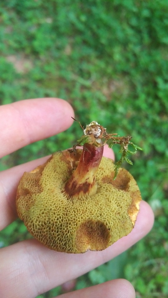 Hortiboletus image