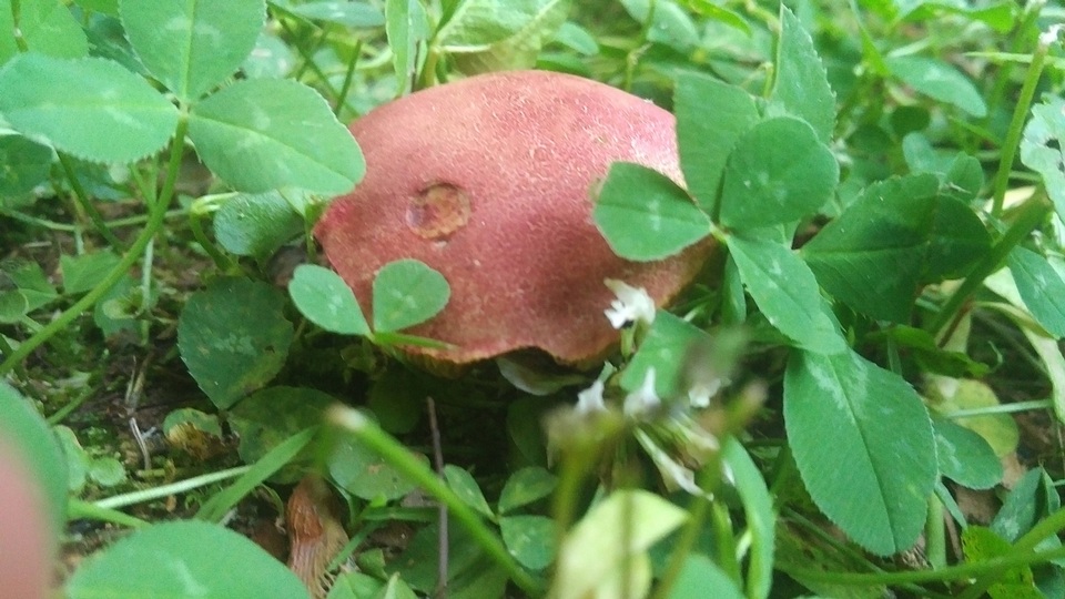 Hortiboletus image