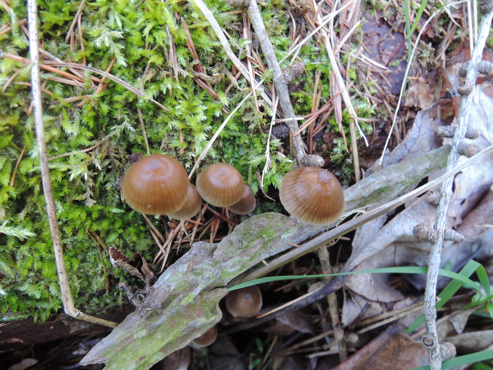 Mycena stipata image