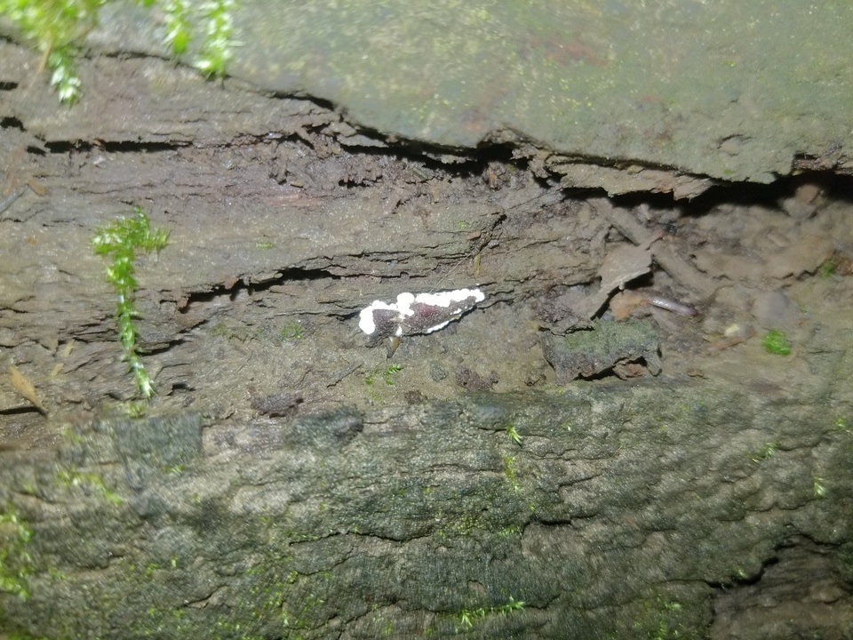 Beauveria brongniartii image