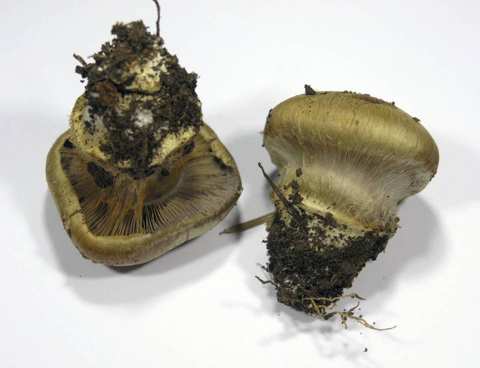 Cortinarius magicus image