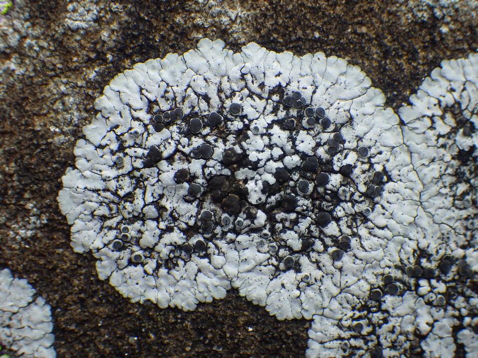 Solenopsora candicans image