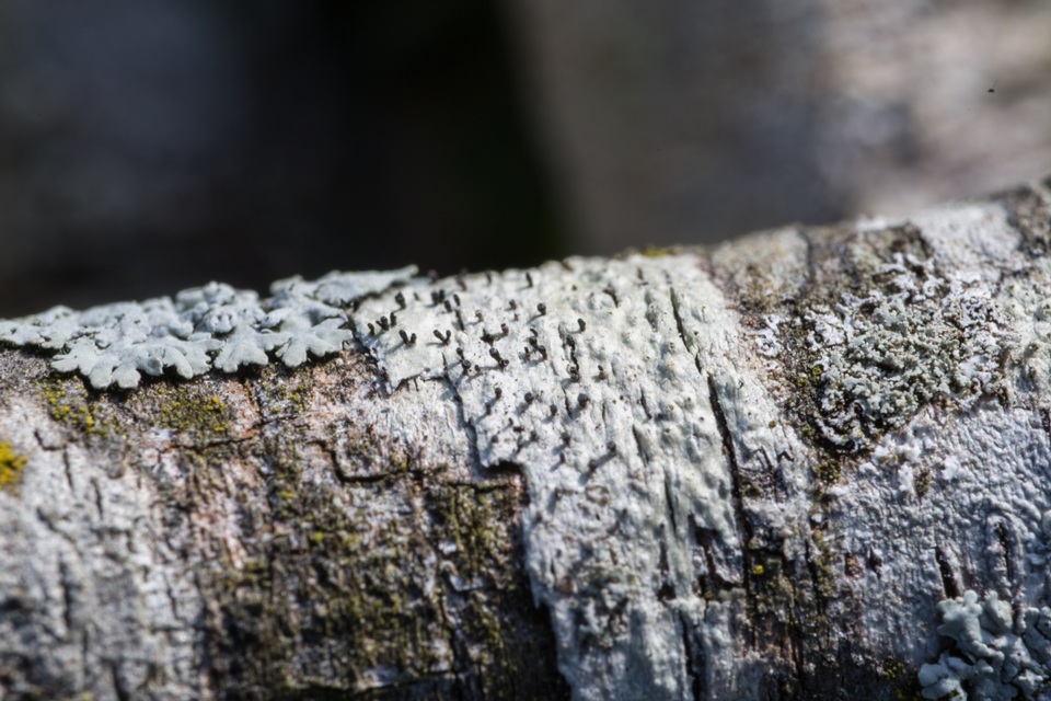 Sphinctrina tubiformis image