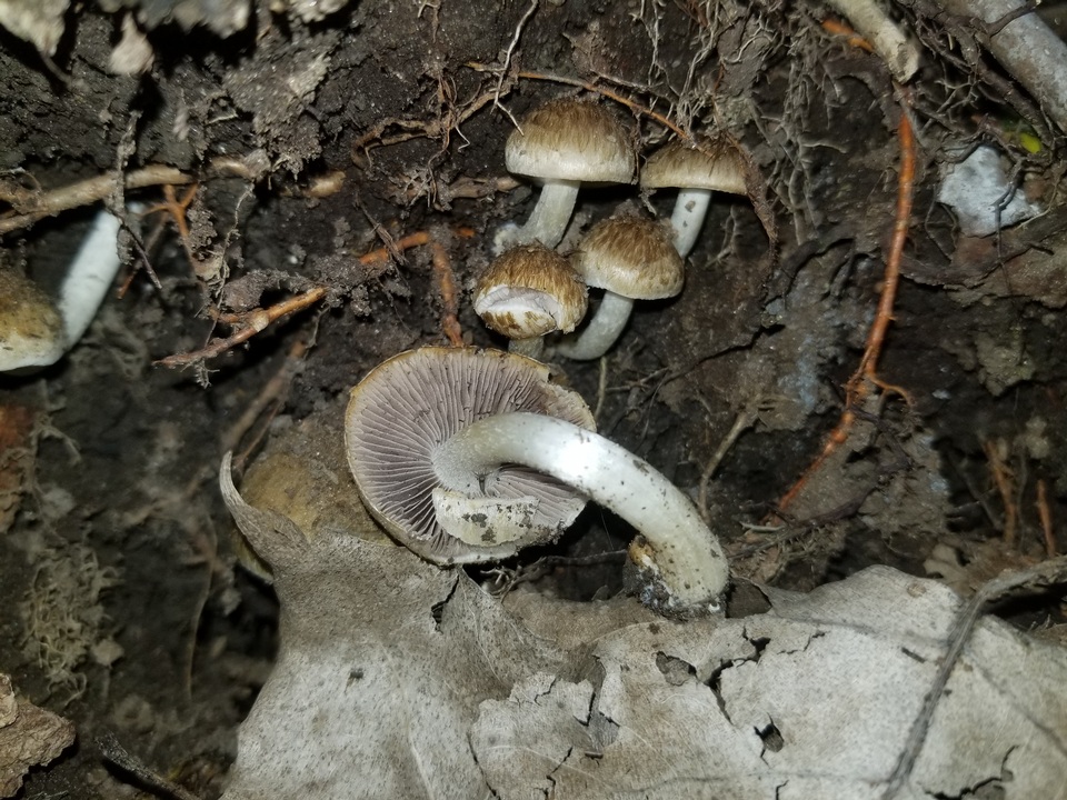 Psathyrella subamara image