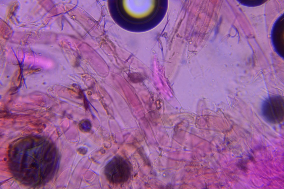 Psathyrella subamara image