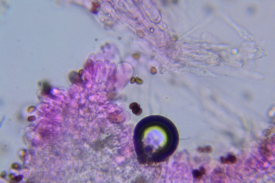 Psathyrella subamara image