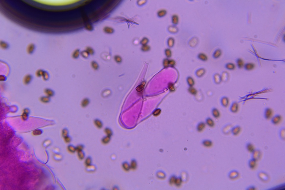Psathyrella subamara image