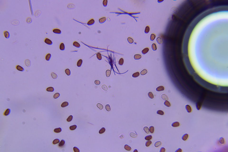 Psathyrella subamara image