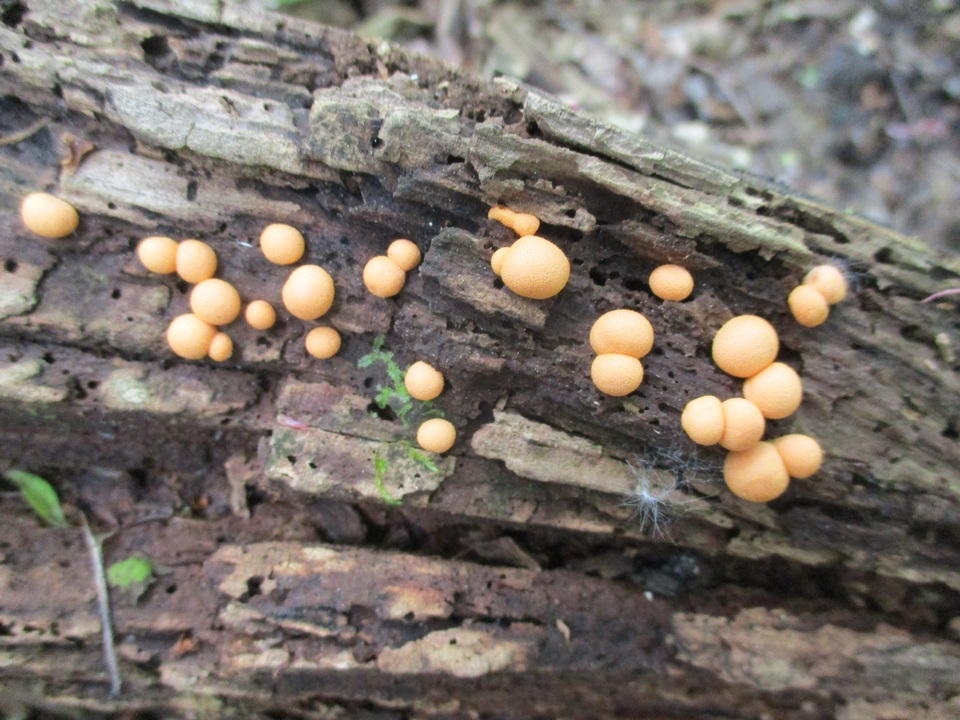 Lycogala image