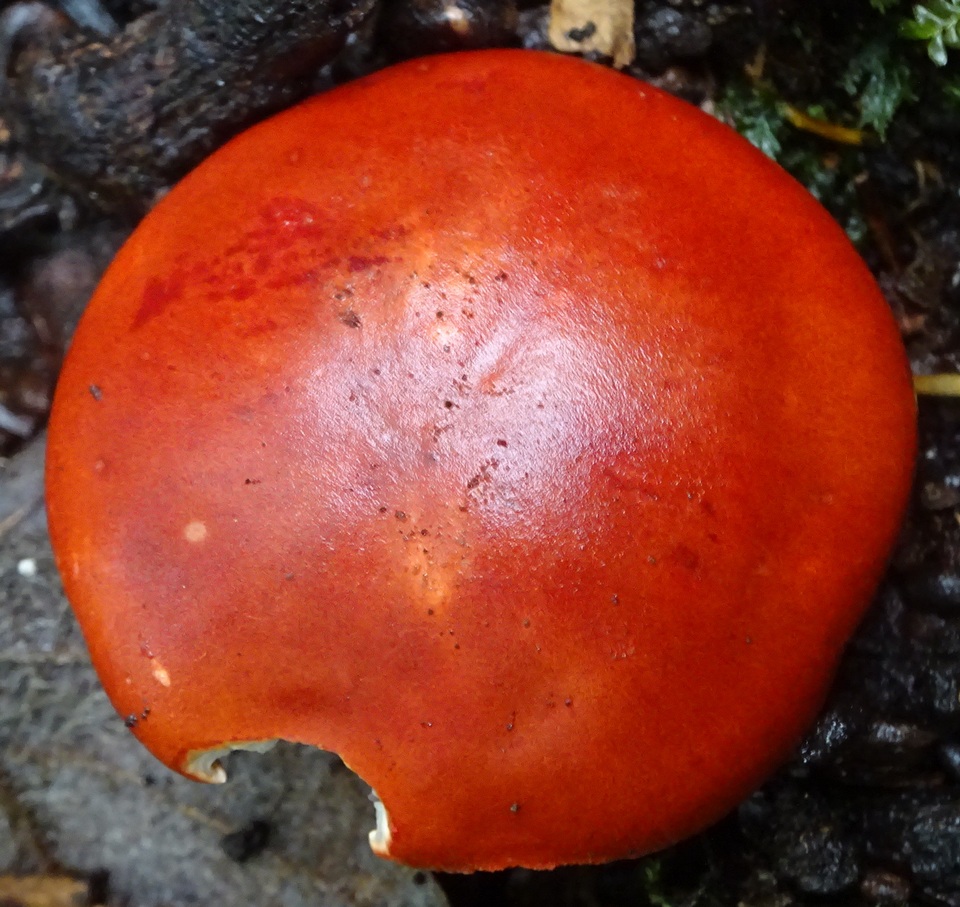 Leucopaxillus gracillimus image