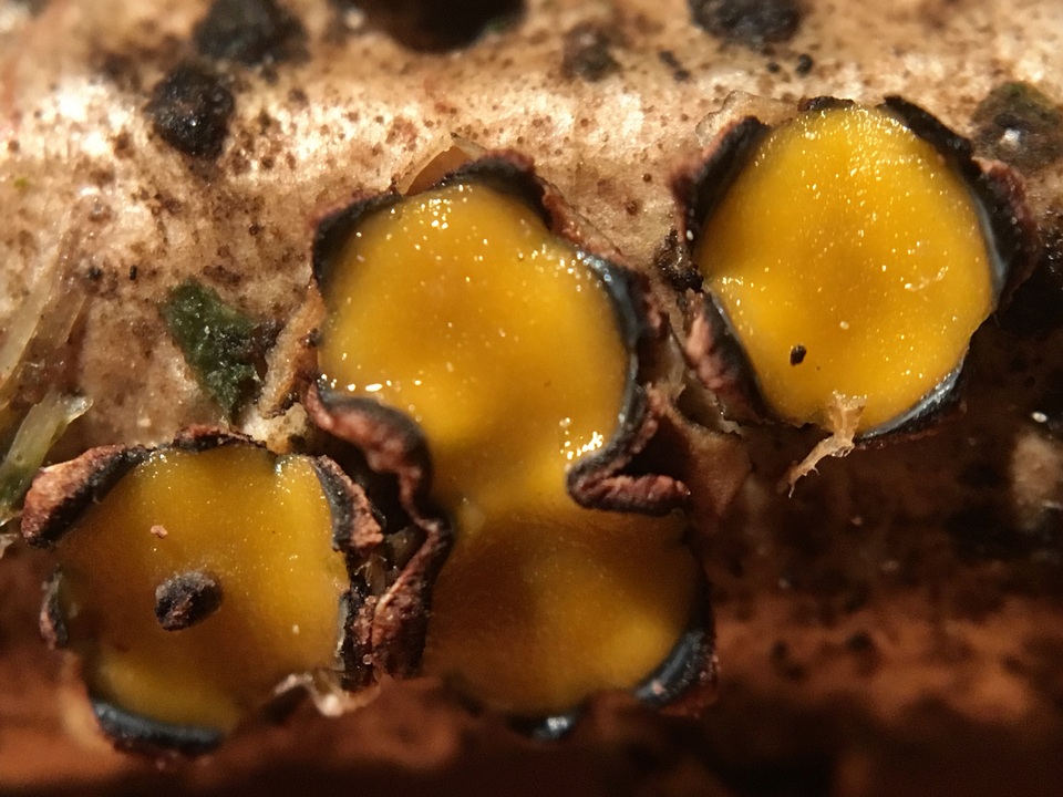 Coccomyces triangularis image