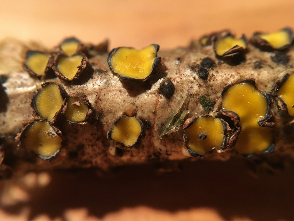 Coccomyces triangularis image