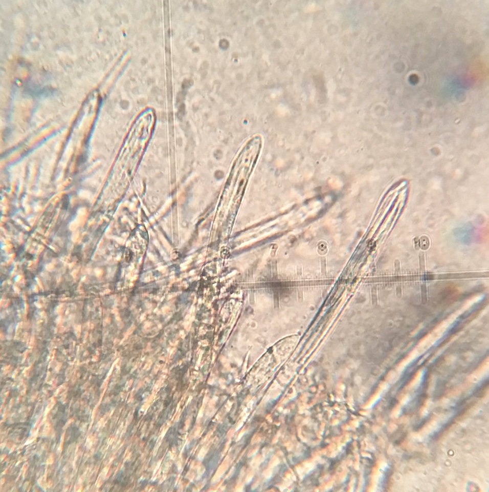 Coccomyces triangularis image