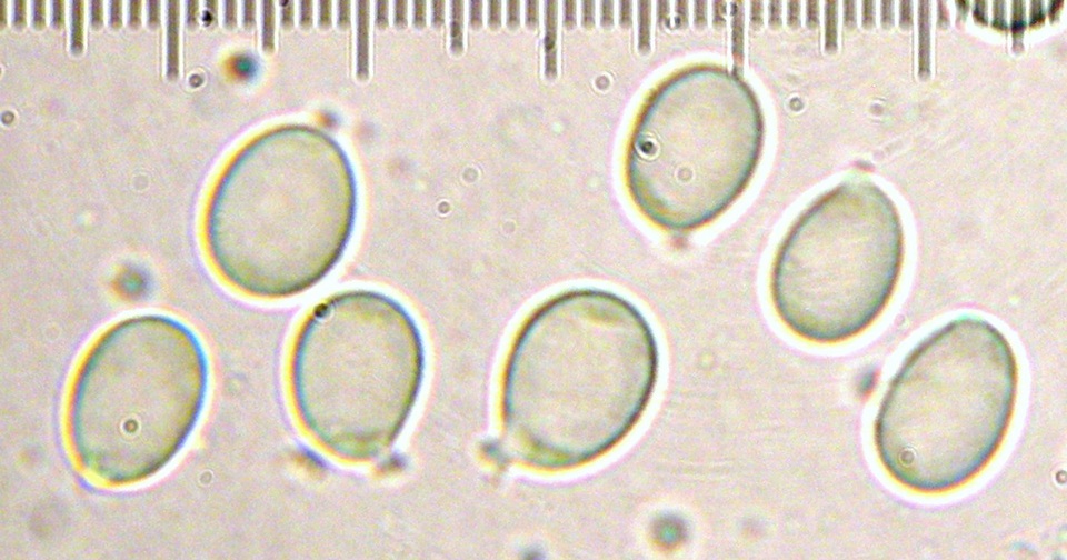 Amanita alpinicola image