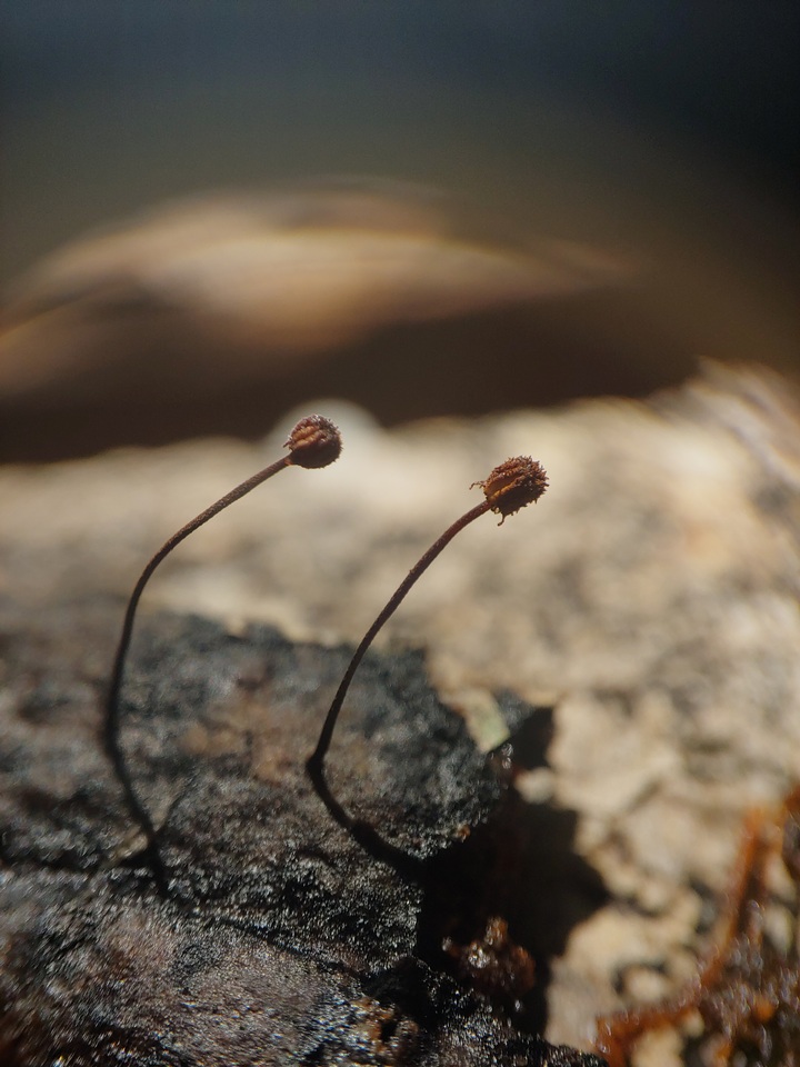 Marasmius thwaitesii image