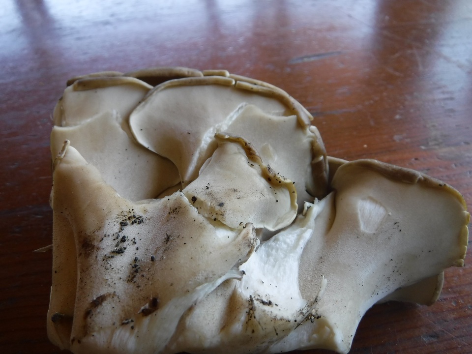 Osteina obducta image
