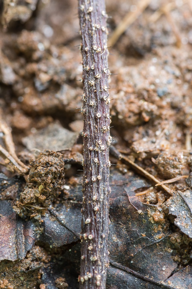Ambarignomonia petiolorum image