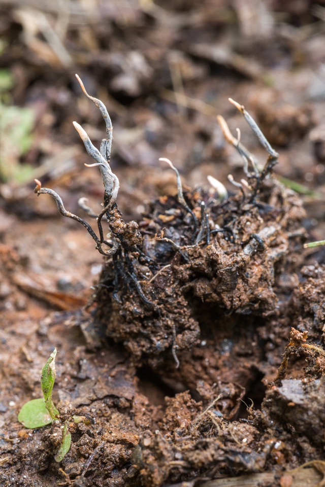 Xylaria liquidambar image