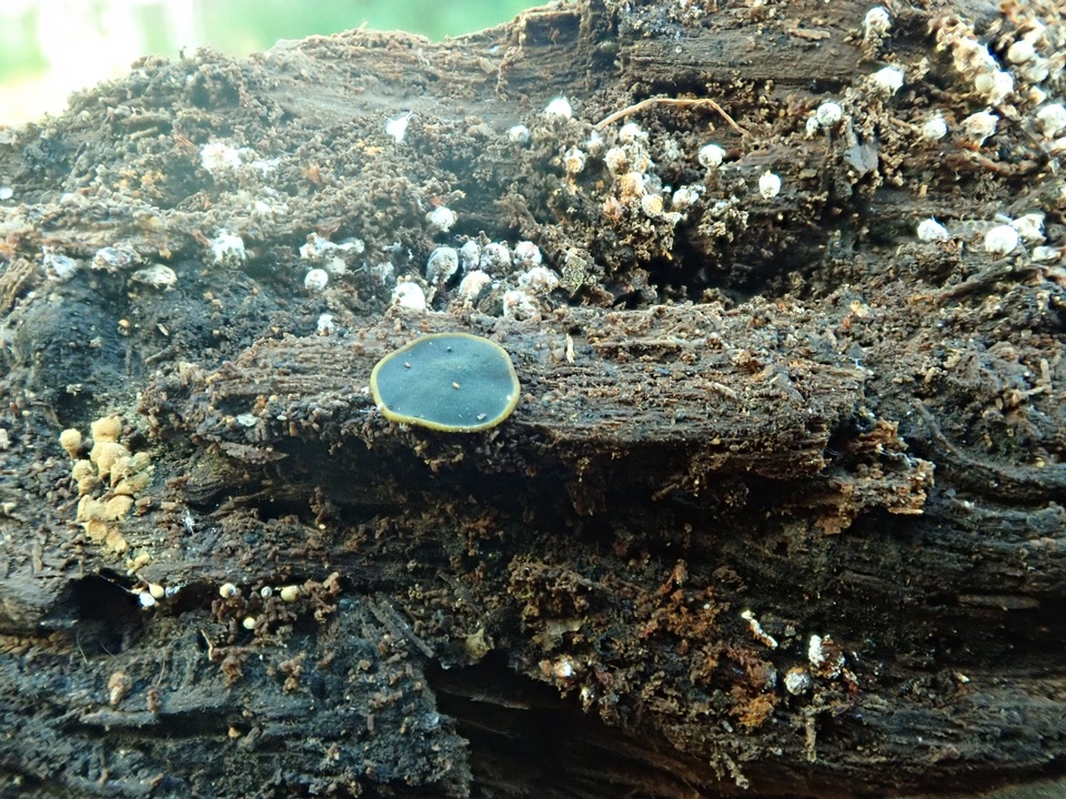 Catinella olivacea image