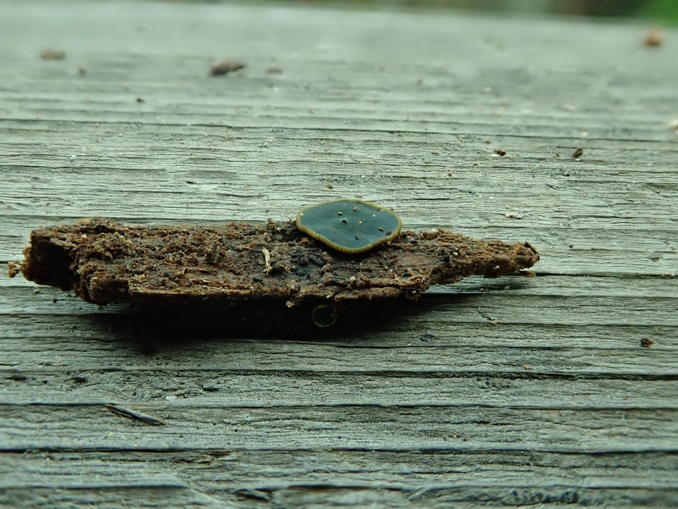 Catinella olivacea image