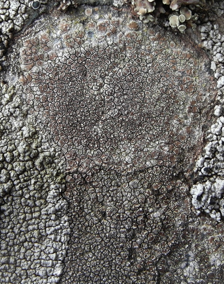 Miriquidica deusta image