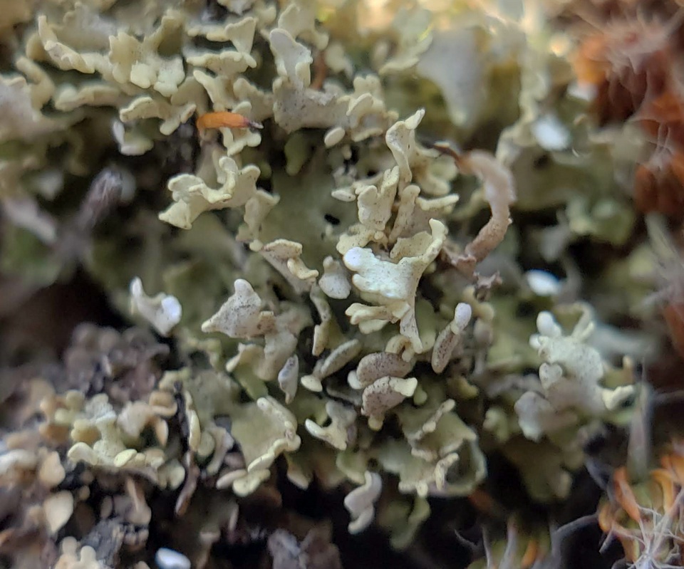 Cladonia robbinsii image