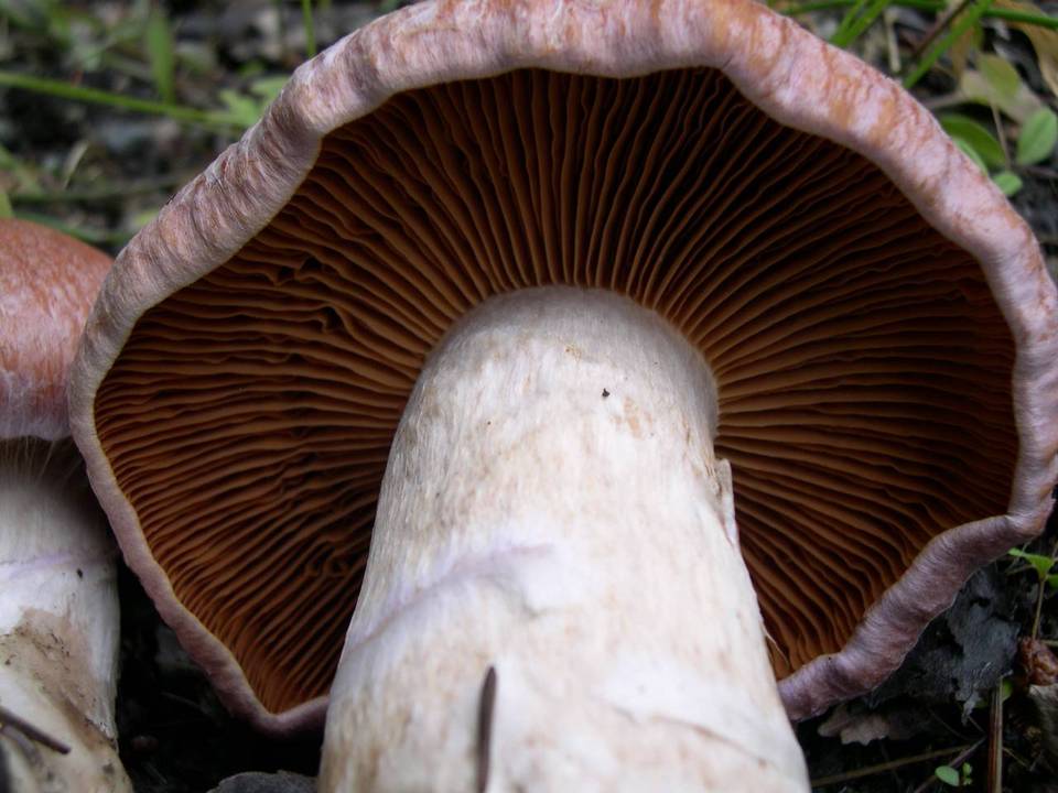 Cortinarius solis-occasus image