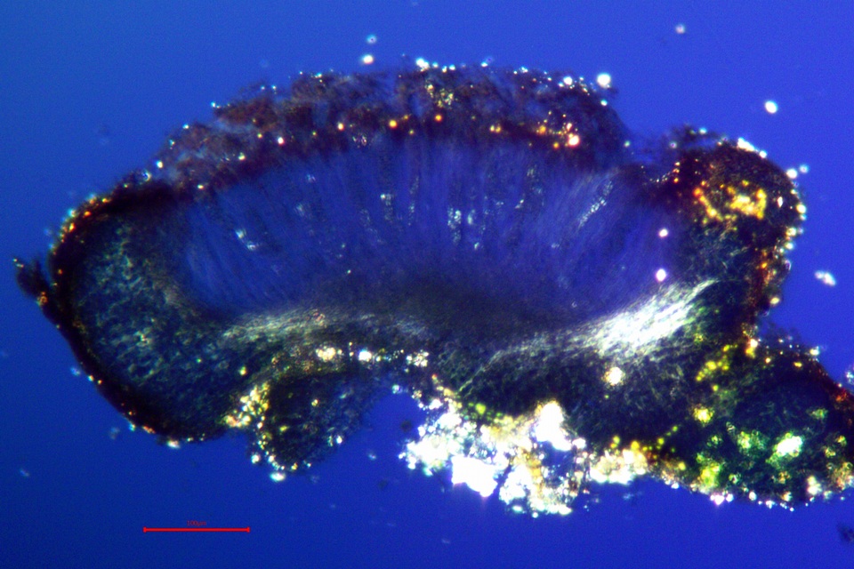 Leptogium biatorinum image
