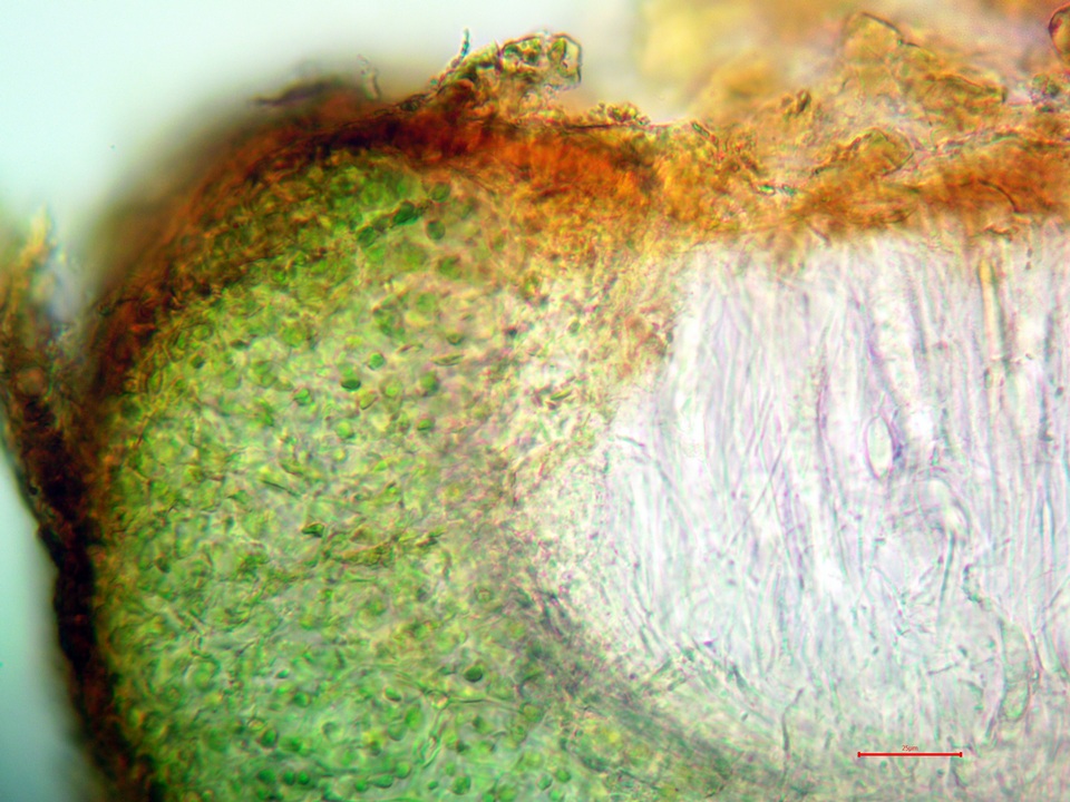 Scytinium biatorinum image
