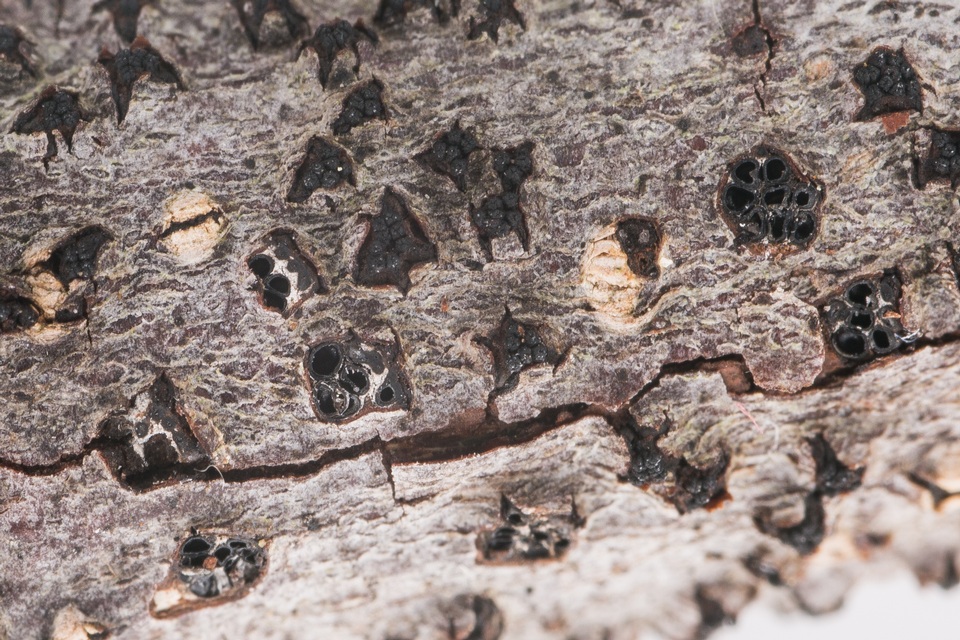 Eutypella leprosa image