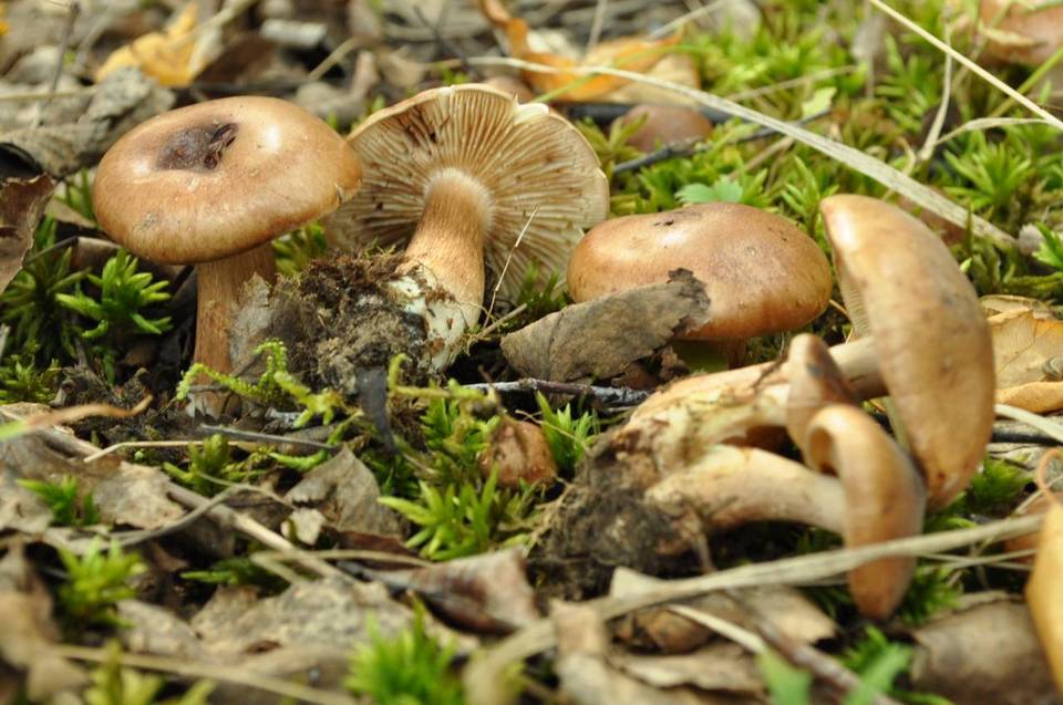 Tricholoma populinum image