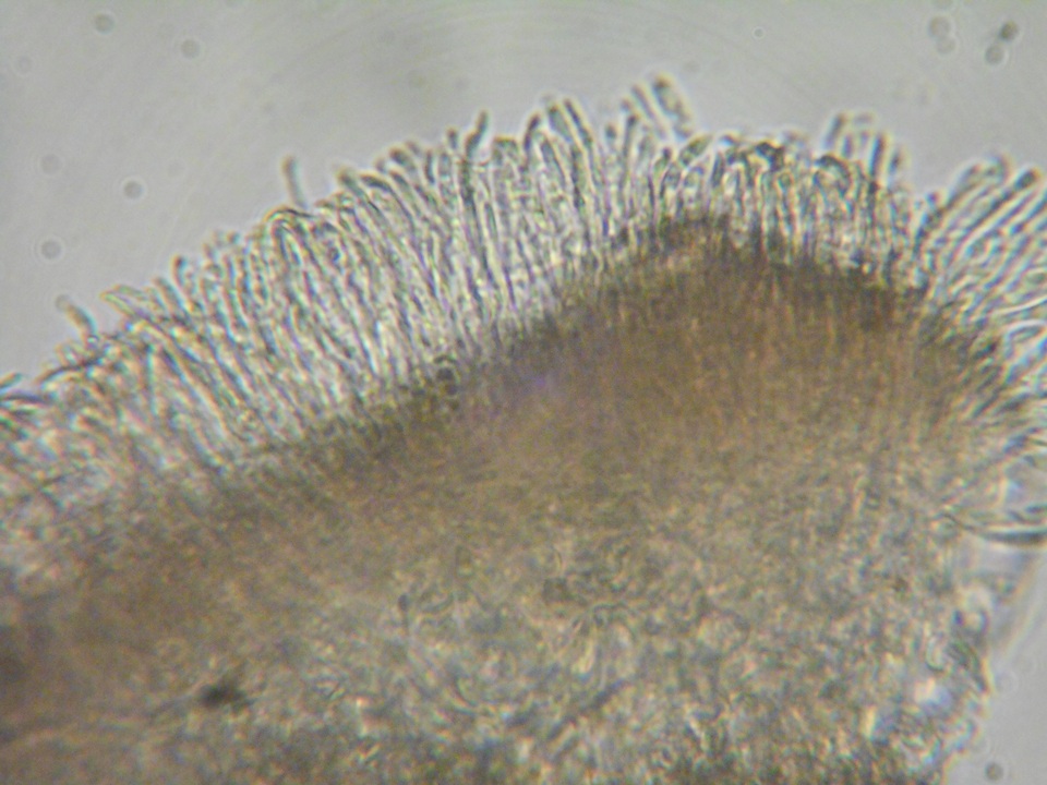Brunnipila fuscescens image