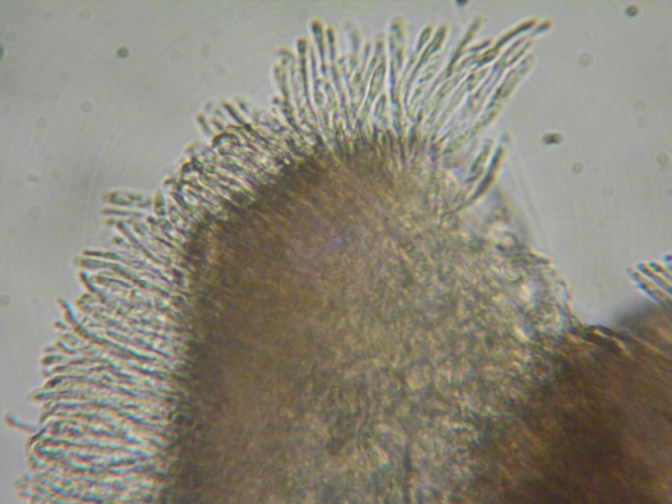 Brunnipila fuscescens image