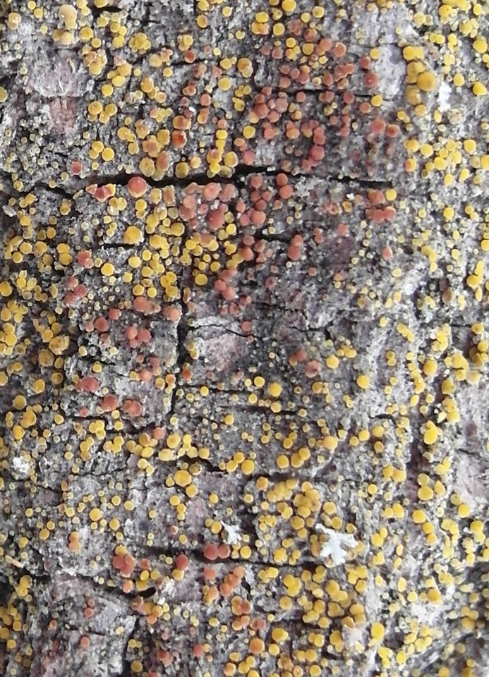 Caloplaca pyracea image