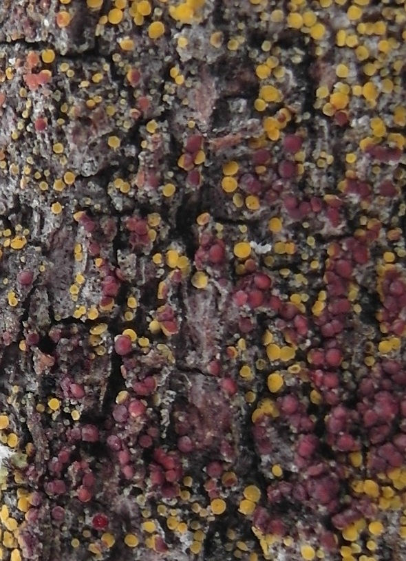 Caloplaca pyracea image