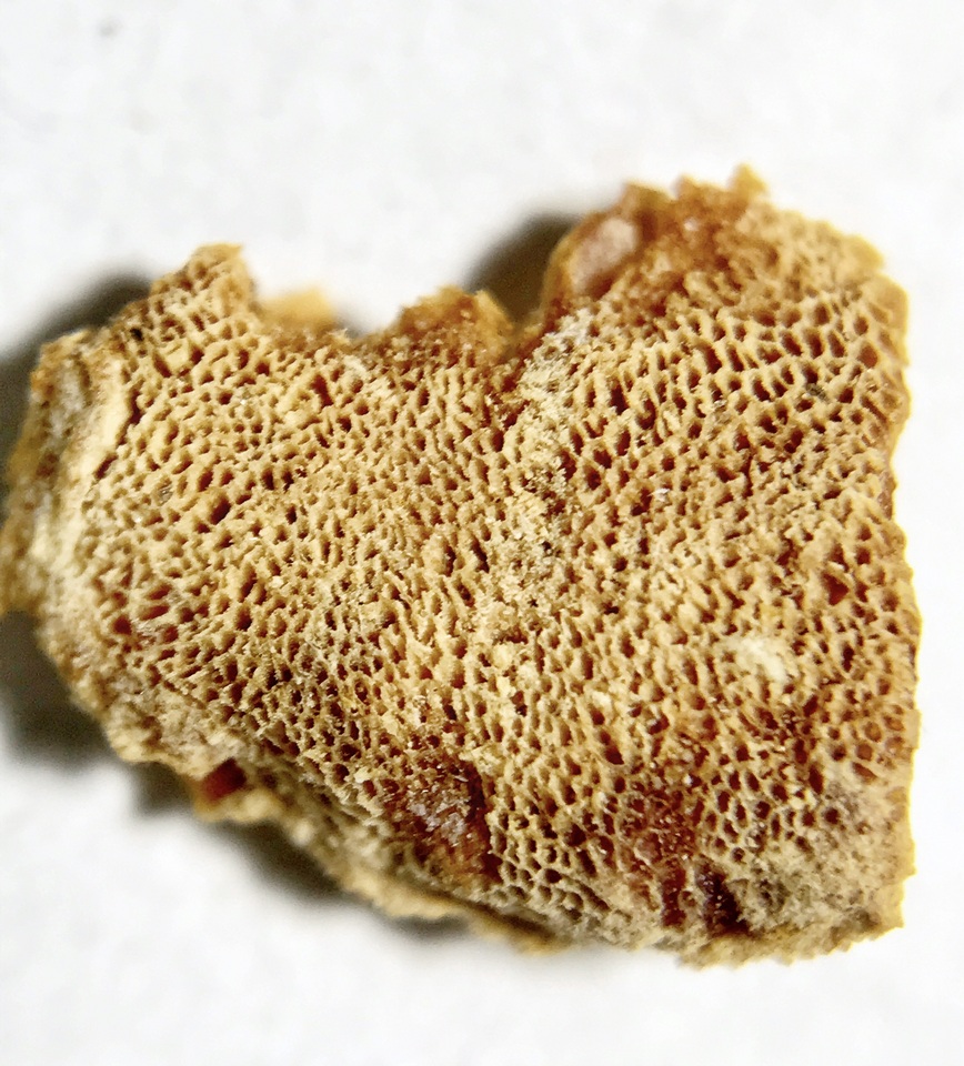Tyromyces kmetii image