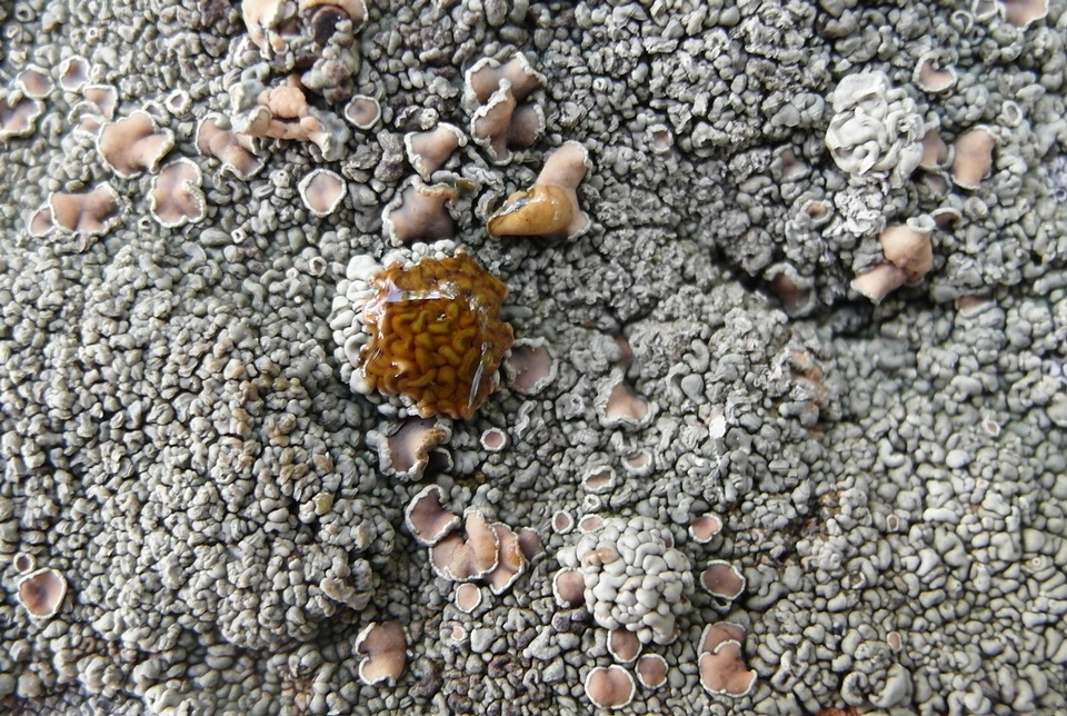 Rhizoplaca opiniconensis image