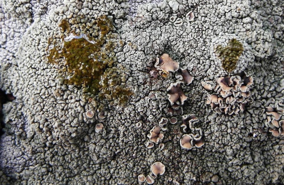 Rhizoplaca opiniconensis image