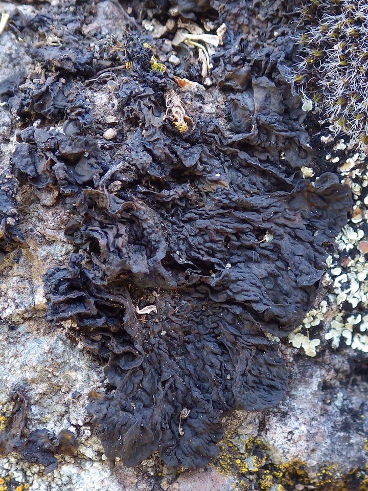 Collema ryssoleum image