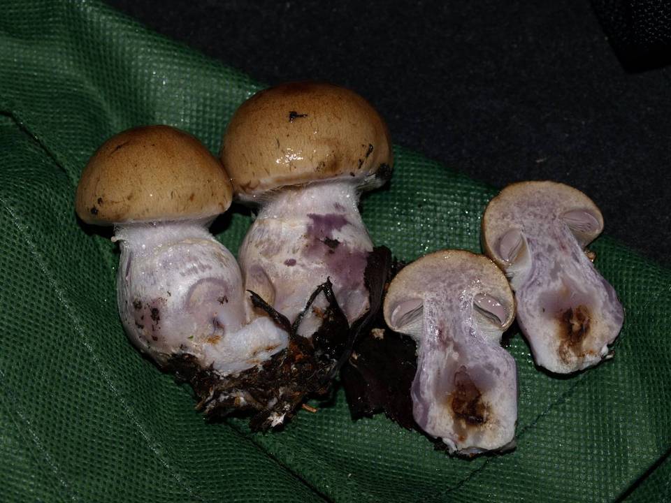 Cortinarius porphyropus image