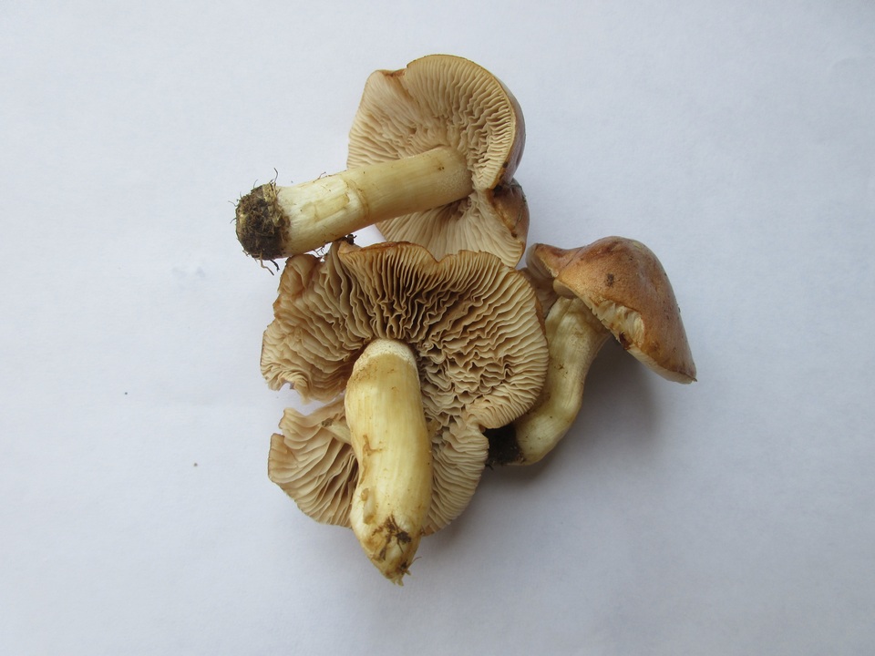 Hebeloma arenosum image