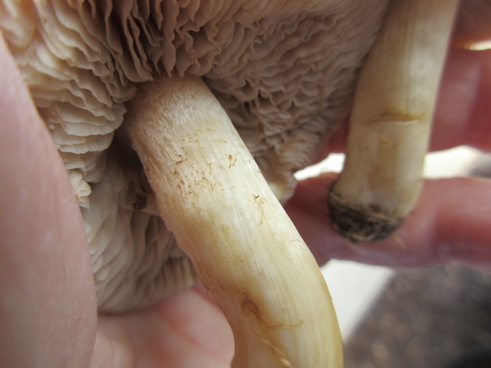 Hebeloma arenosum image