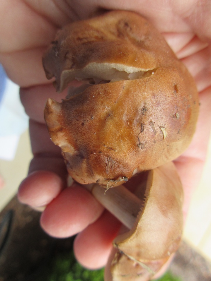 Hebeloma arenosum image