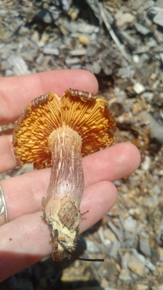 Gymnopilus lepidotus image