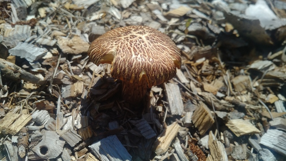 Gymnopilus lepidotus image