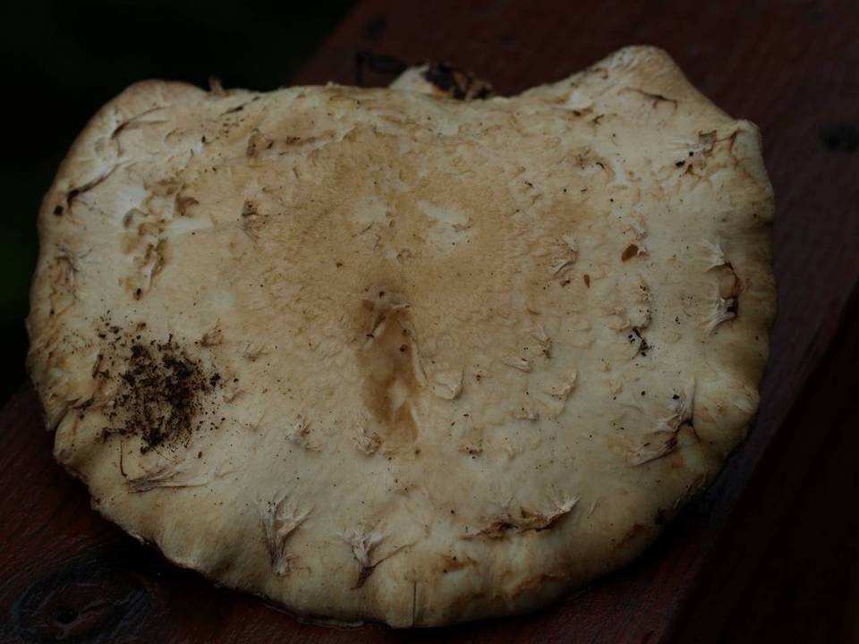 Hemipholiota heteroclita image