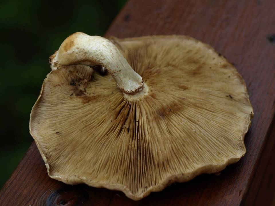 Hemipholiota heteroclita image